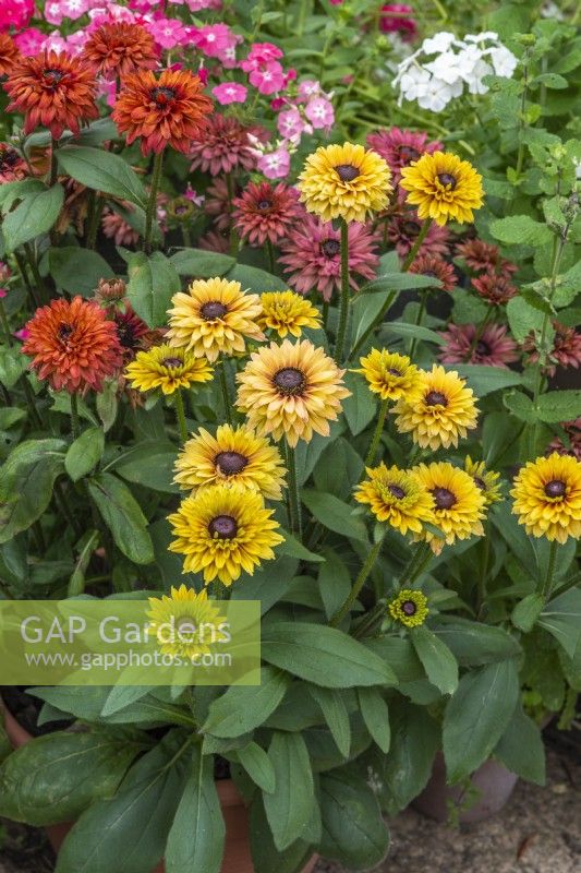 Rudbeckia hirta 'Sahara'