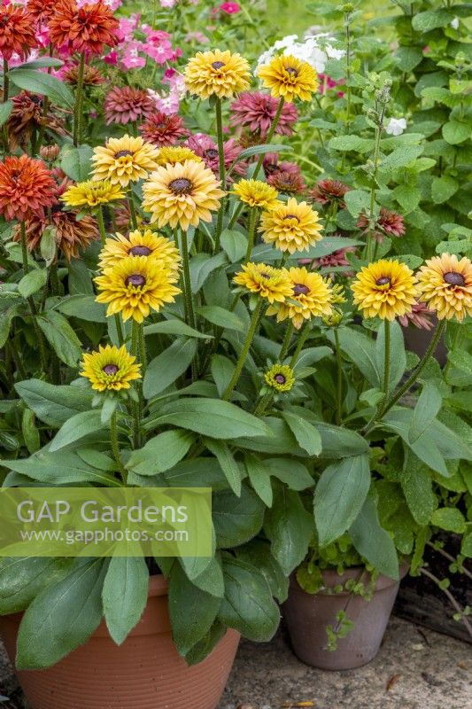 Rudbeckia hirta 'Sahara' en pot