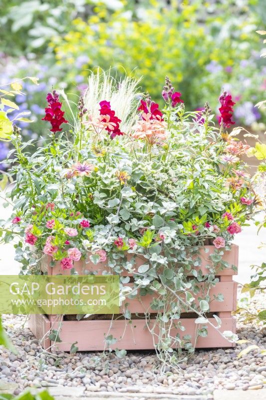 Caisse en bois peint plantée d'Osteospermum, Helichrysum 'Silver', Stipa tenuissima, Geranium Panaché 'Frank Headley', Antirrhinum 'Rose Pink', Calibrachoa 'Can Can Double Apricot' et Dichondra 'Silver Falls'