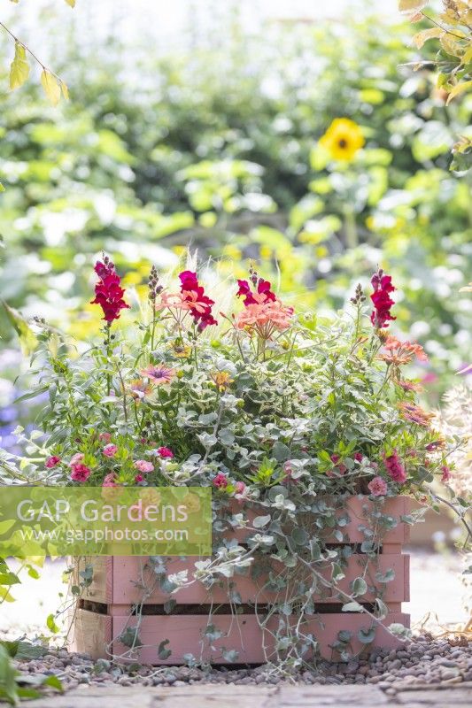 Caisse en bois peint plantée d'Osteospermum, Helichrysum 'Silver', Stipa tenuissima, Geranium Panaché 'Frank Headley', Antirrhinum 'Rose Pink', Calibrachoa 'Can Can Double Apricot' et Dichondra 'Silver Falls'