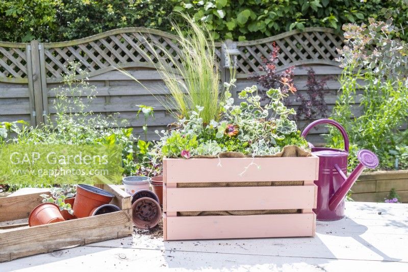 Caisse en bois plantée d'Osteospermum, Helichrysum 'Silver', Stipa tenuissima, Geranium Panaché 'Frank Headley', Antirrhinum 'Rose Pink', Calibrachoa 'Can Can Double Apricot' et Dichondra 'Silver Falls'