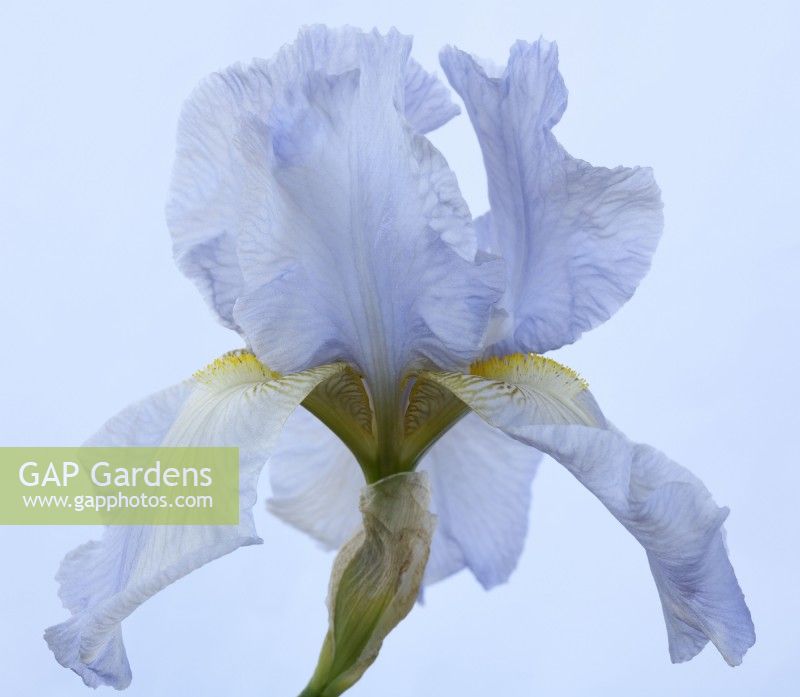 Iris 'Jane Phillips' Grand Iris barbu May