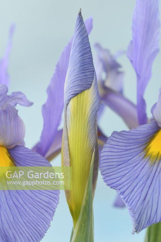 Iris 'Pink Panther' Iris hollandais Fleurs et bourgeons Mai