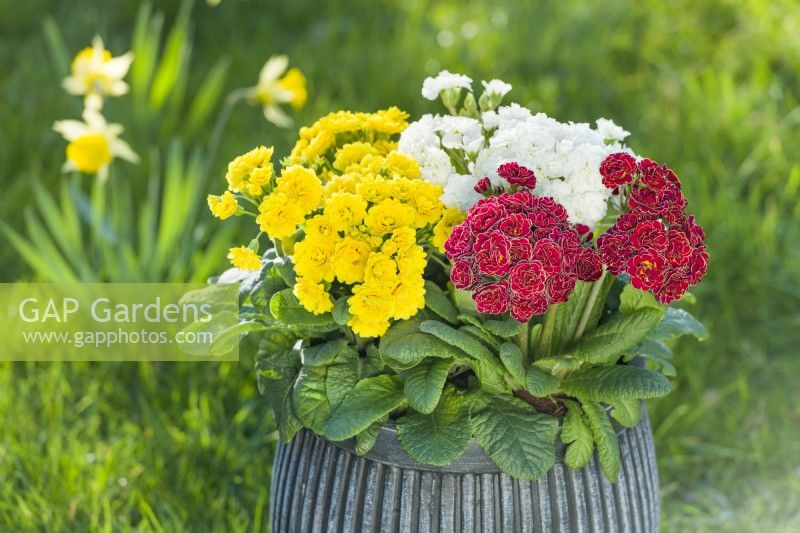 Primula 'Pollyanna Sunny Yellow', 'Touch of Gold' et 'Frosty White' plantées dans un pot pour une exposition de jardin printanière. Mars