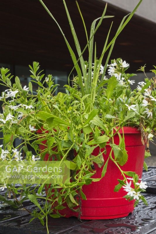 Scaevola aemula 'Whirlwind White' - Fleur d'éventail de fées poussant dans un pot rouge en été.