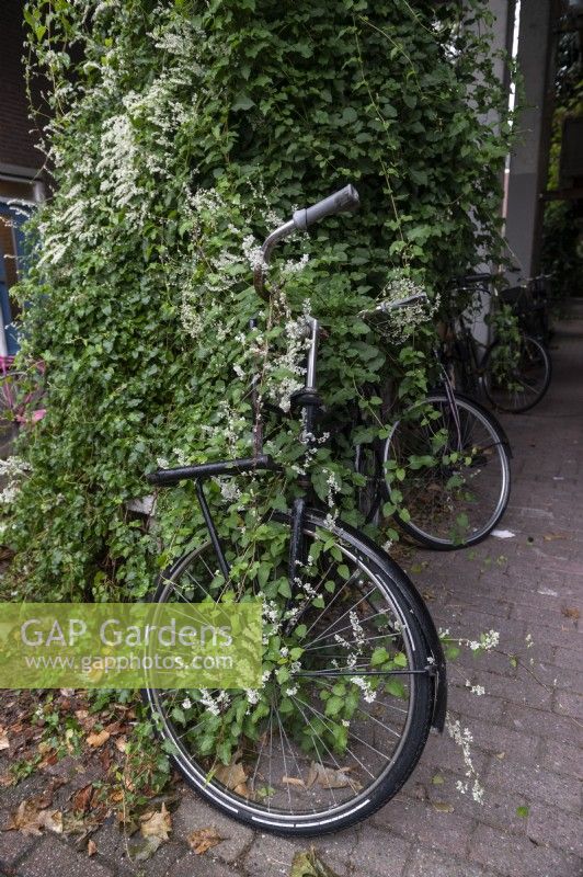 Fallopia baldschuanica Russian-vine reprend un vélo garé à Amsterdam aux Pays-Bas