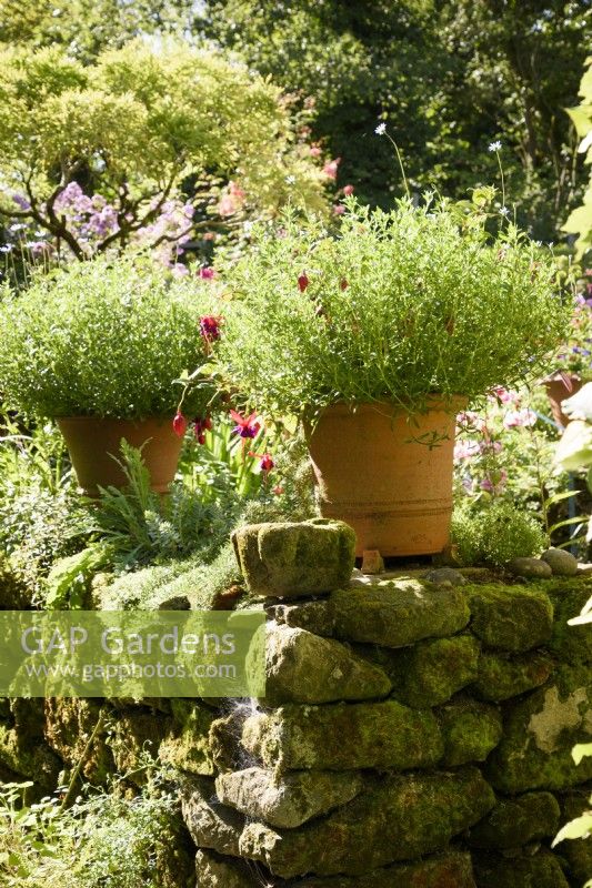 Pots en terre cuite sur un mur de pierre moussu dans un jardin d'été
