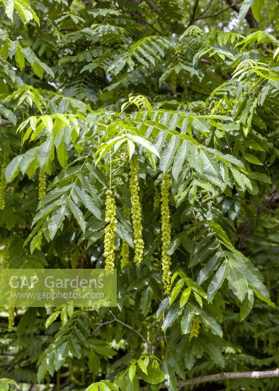 Pterocarya fraxinifolia, printemps avril