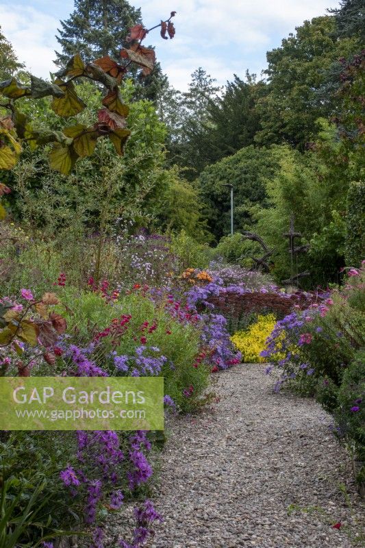 Un chemin de gravier à travers des parterres d'asters et d'autres fleurs d'automne au Picton Garden, Herefordshire