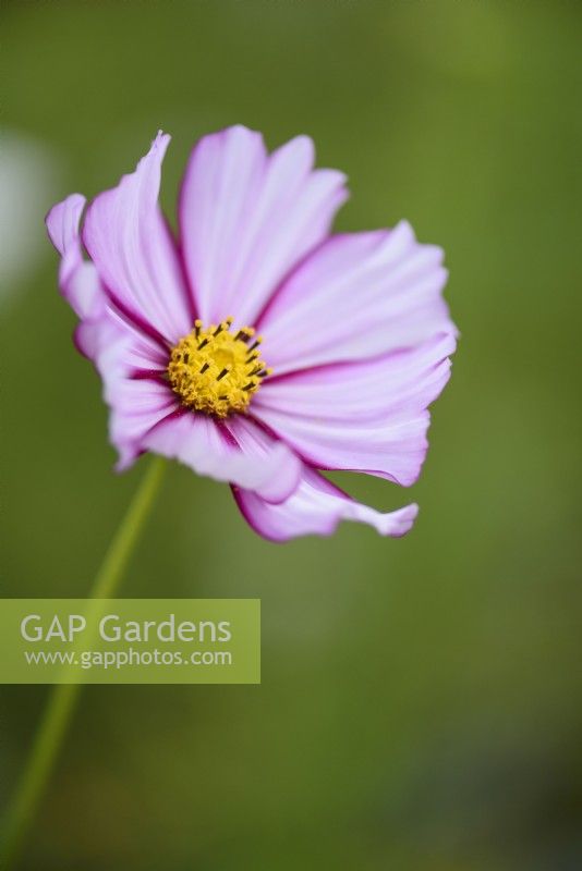 Cosmos bipinnatus 'Candy Stripe' en septembre