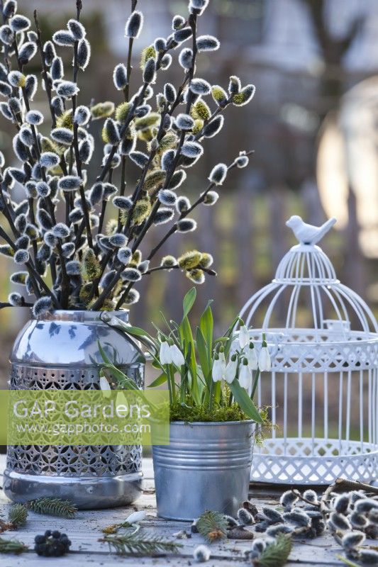 Perce-neige cultivés en pot en métal et bouquet de saule dans un vase.