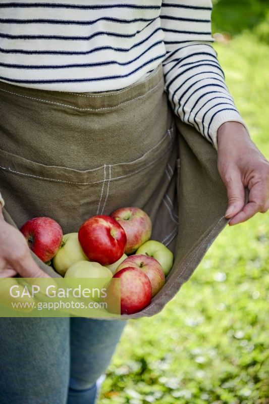 Femme rassemblant des pommes cueillies en tablier.