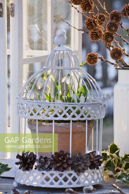 Exposition florale de perce-neige cultivés en pot dans une cage à oiseaux.