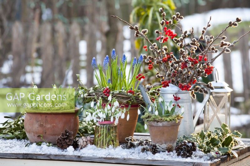 Bouquet de saule et de guelder rose dans un arrosoir et bulbes de printemps, y compris perce-neige et jacinthe de raisin, présentés dans des pots en terre cuite et dans un bocal en verre.