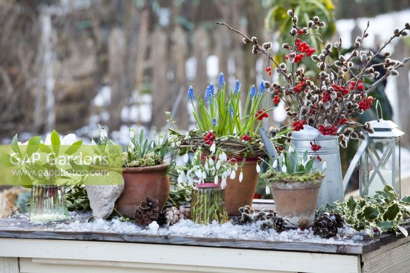 Exposition de pots et de vases avec des roses de Noël, des perce-neige, des muscaris, des saules et des roses de Gueldre.