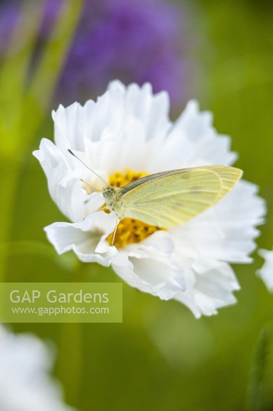 Cosmos bipinnatus blanc 'Double Click Snow Puff' avec un papillon jaune, Gonepteryx rhamni