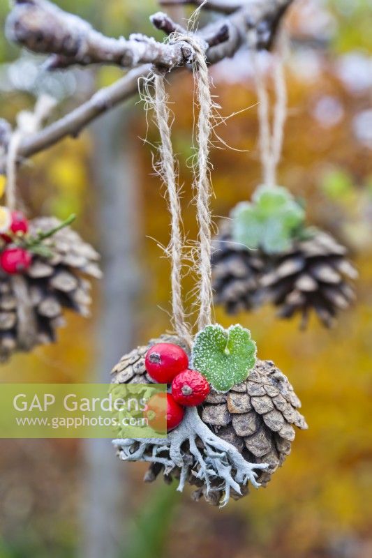 Pommes de pin décorées de baies de Cotoneaster et de lichens.