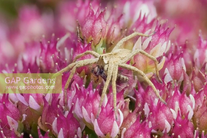 Pisaura mirabilis - Araignée en toile de pépinière avec proie volante sur les fleurs de Sedum