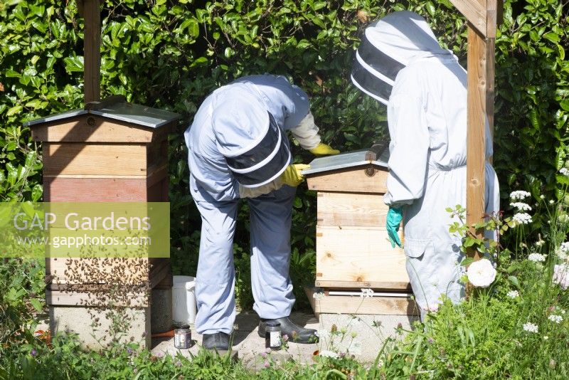 Apiculture - apiculteurs inspectant les ruches