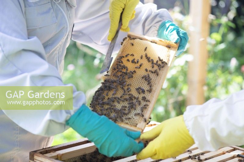 Apiculture - apiculteurs sortant un cadre en bois recouvert d'abeilles fabriquant du miel