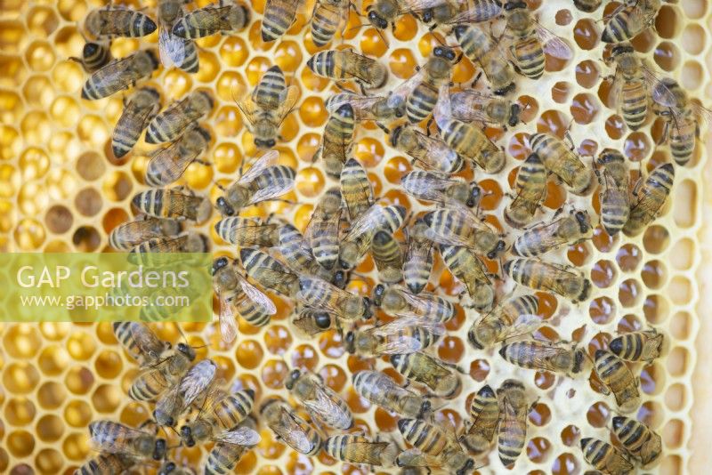 Nid d'abeille avec des abeilles