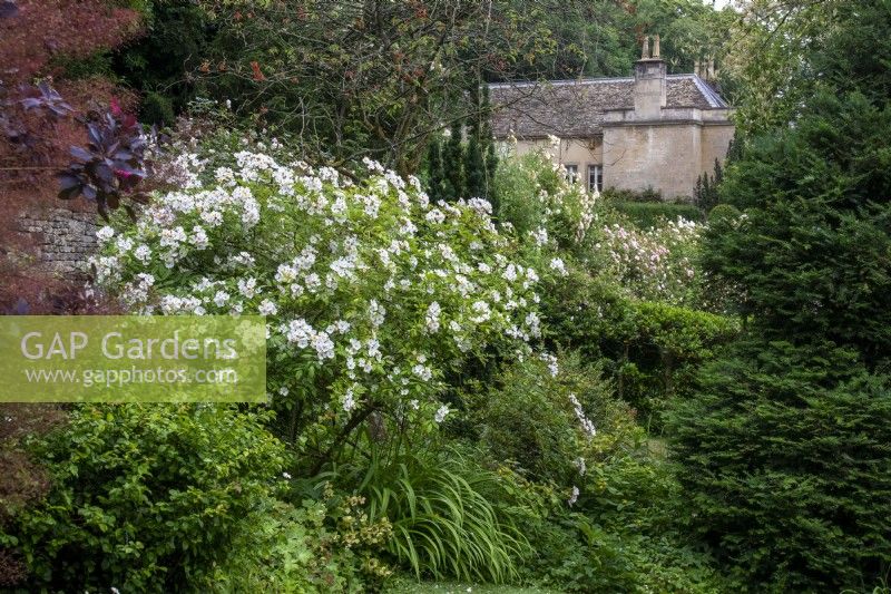 Vue sur jardin vers maison à Moor Wood, Gloucestershire, avec des roses décousues.