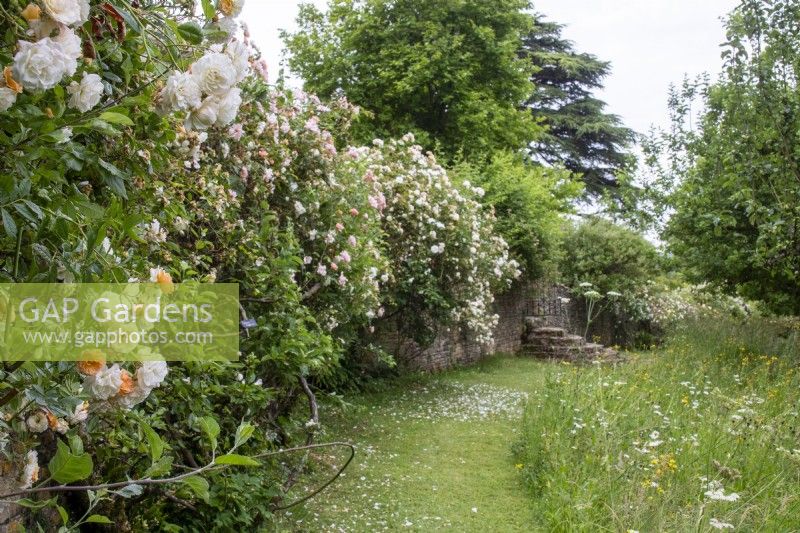 Chemin fauché devant les roses randonneurs et le pré de fleurs sauvages à Moor Wood, Gloucestershire