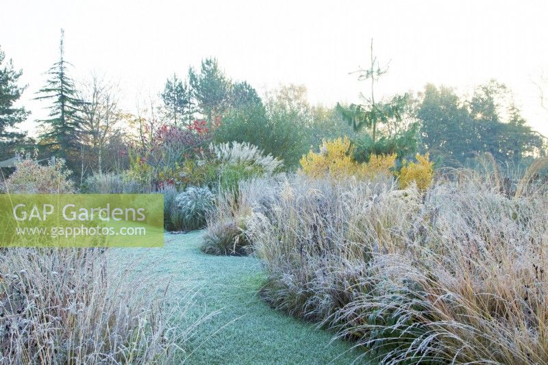Les graminées vivaces couvertes de gel de chaque côté d'un chemin avec pelouse à Ellicar Gardens, Nottinghamshire