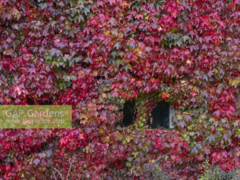 Fenêtre couverte de Parthenocissus quinquefolia - vigne vierge sur le mur de la maison