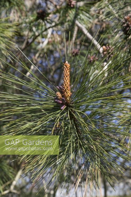 Pinus ponderosa aux jardins botaniques de Birmingham, avril
