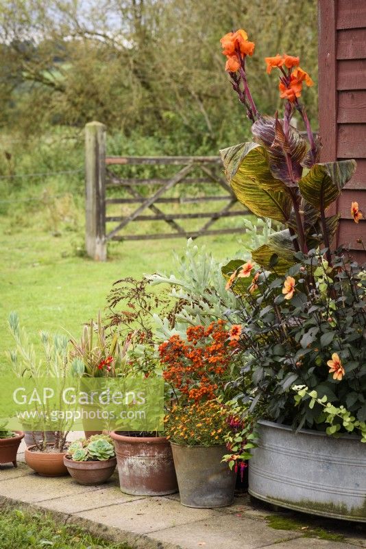 Aménagement de pots dans un jardin champêtre planté de plantes à fleurs orange dont cannas, dahlias et Calceolaria integrifolia 'Kentish Hero' en septembre