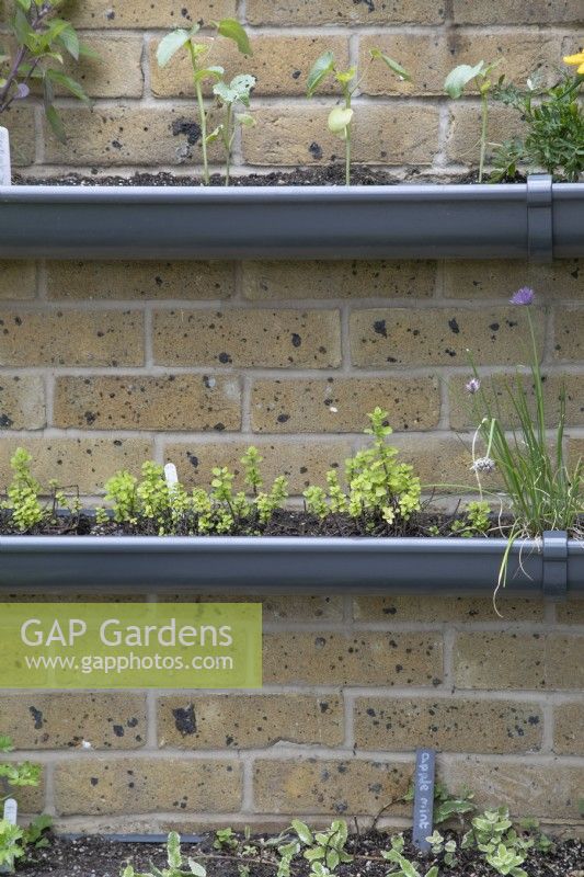 Tuyaux d'évacuation utilisés pour cultiver des herbes verticalement sur un mur de briques dans les jardins botaniques et les serres de Birmingham