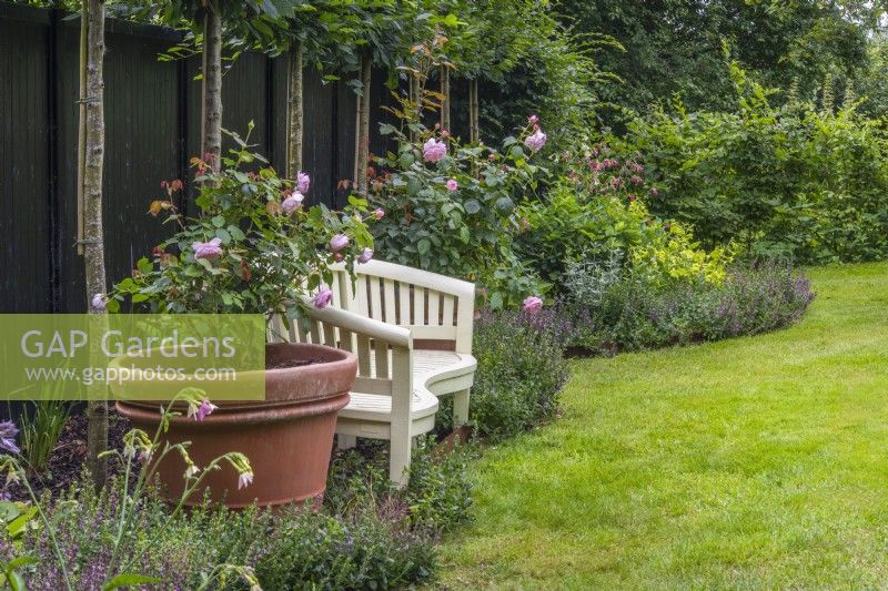 Siège blanc avec pots en terre cuite de Rosa rose 'Olivia Austin' contre clôture noire avec parterre de fleurs incurvé et Fagus syvantica plissé