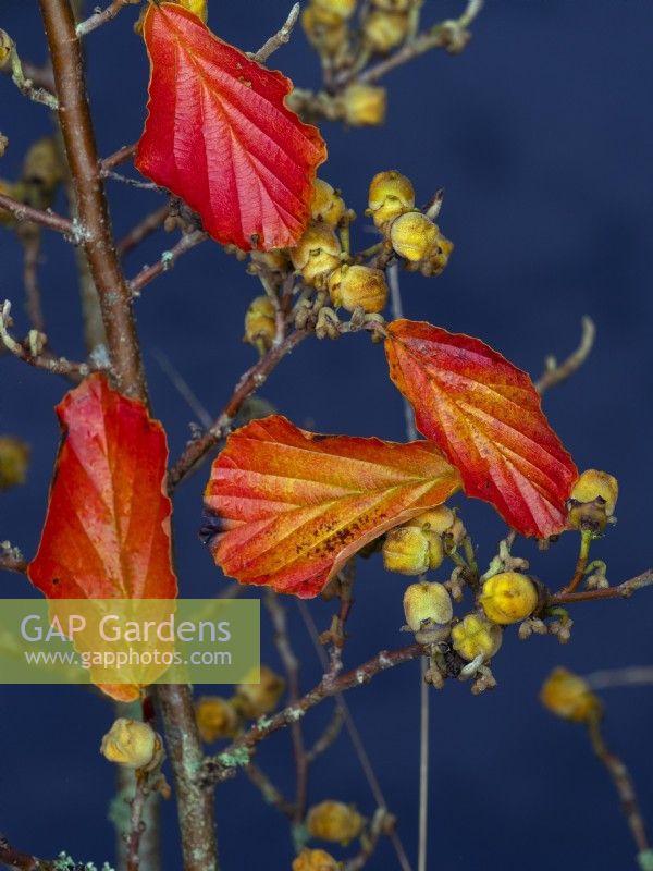 Feuilles d'automne et fruits d'Hamamelis vernalis Amethyst octobre