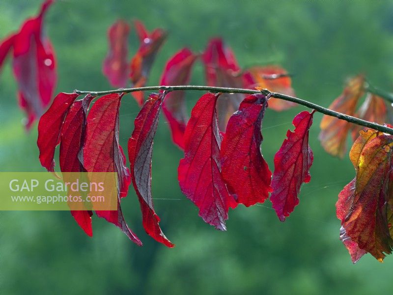 Parrotia persica - Bois de fer persan - détail des feuilles en octobre automne