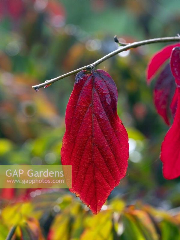 Parrotia persica - Bois de fer persan - détail des feuilles en octobre automne