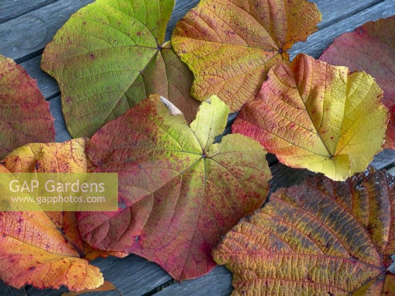 Feuilles tombées de Vitis coignetiae - Crimson Glory Vine en automne mi-octobre