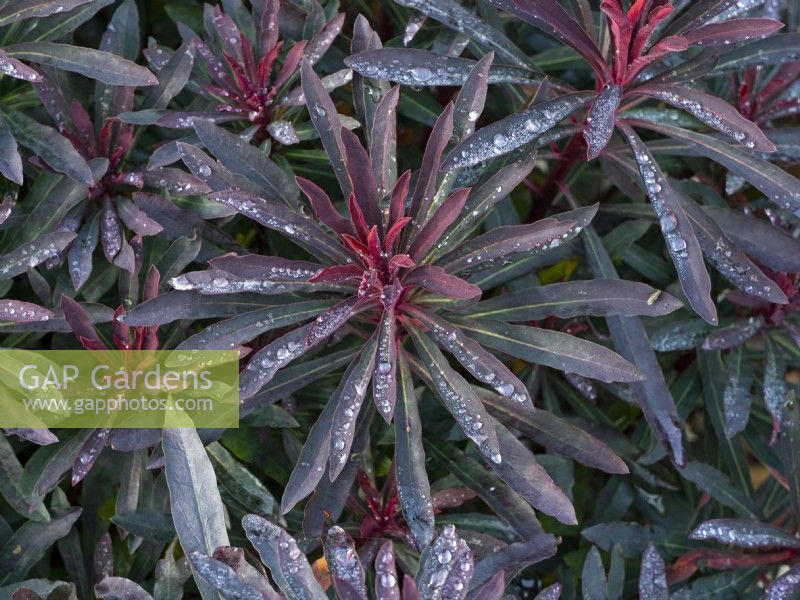 Euphorbia 'Blackbird' avec des gouttes de pluie sur le feuillage Automne Octobre