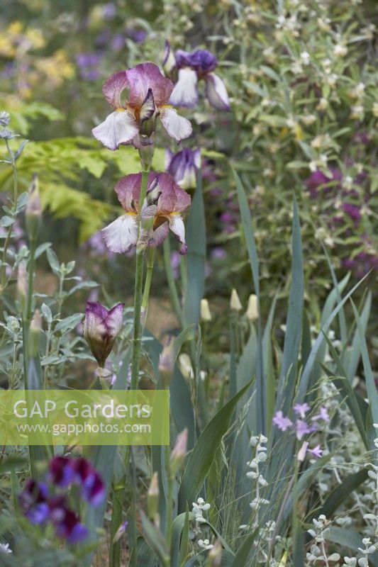 Iris 'Benton Lorna'. Été. Le jardin Nurture Landscapes, gagnant de l'or Chelsea 2023 Créateur : Sarah Price.