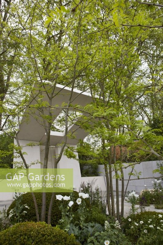 Jardin de transcendance Memoria et GreenAcres. Concepteurs : Gavin McWilliam et Andrew Wilson. Chelsea Flower Show 2023. Pavillon en porte-à-faux avec arbres Gleditsia triacanthos.