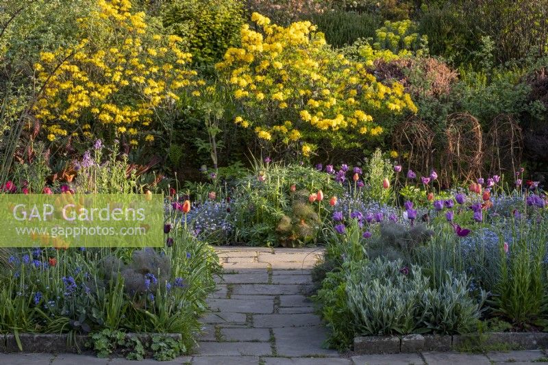 Banques d'azalées et d'arbustes printaniers à Gravetye Manor au printemps, avec un parterre de fleurs en face contenant des iris, des myosotis et des tulipes