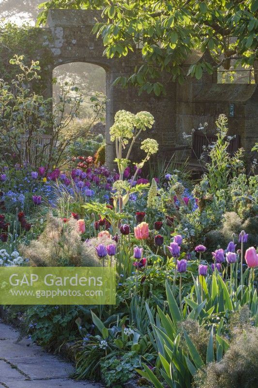 Tulipes mixtes, 'Blue Amiable', 'Reine de la nuit' et 'Dordogne' dans un parterre d'angélique, au printemps, parterre de fleurs du jardin du chalet au Manoir de Gravetye