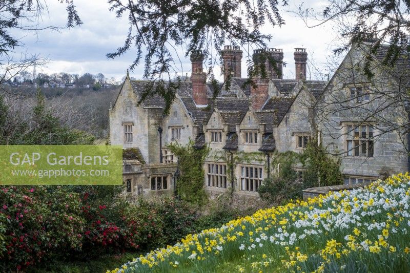 Gravetye Manor Gardens, printemps, avec un tapis de jonquilles et un peuplement de camélias