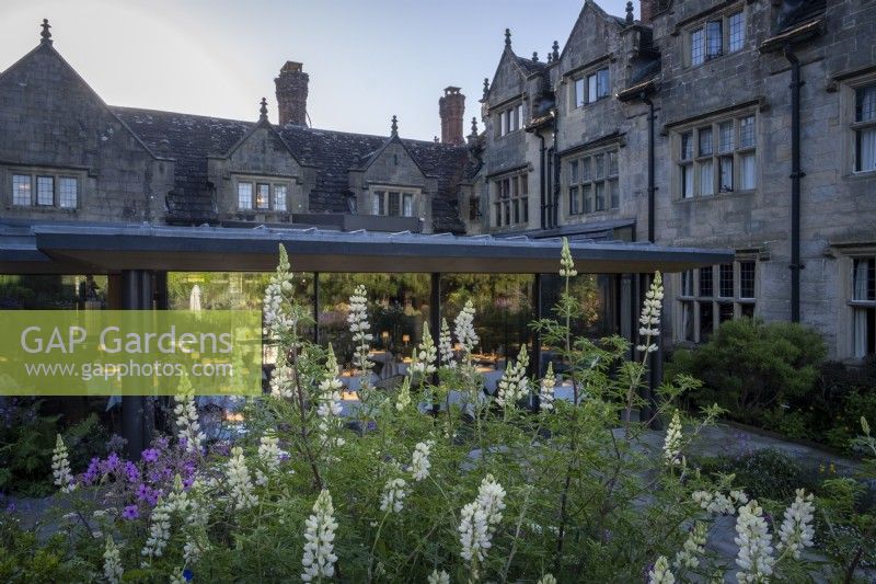 Les jardins du Gravetye Manor, avec Lupinus 'Noble Maiden' dans un petit parterre de fleurs à l'extérieur du restaurant