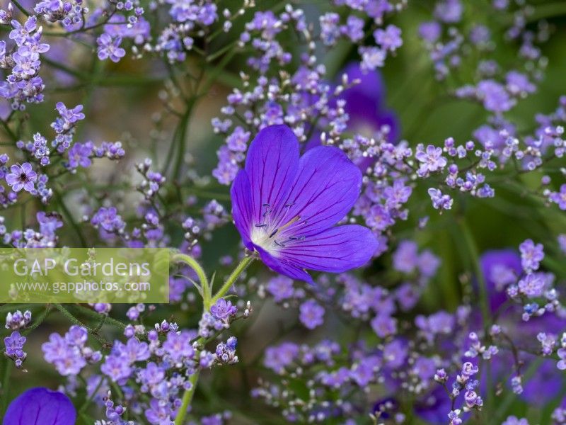 Geranium x johnsonii 'Johnson's Blue' poussant avec du gypsopila violet