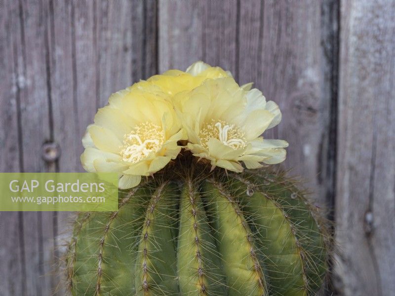 Parodia magnifica - Cactus ballon avec des fleurs jaunes sur le dessus