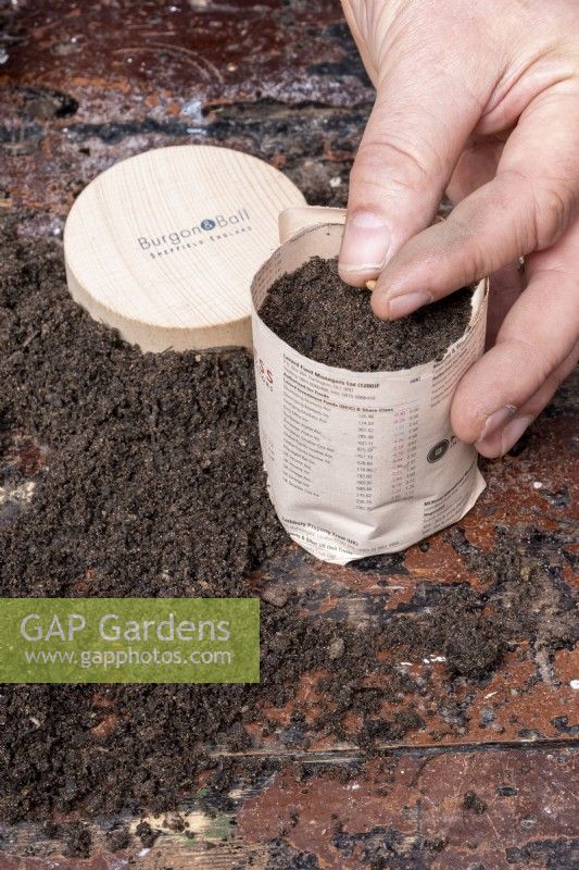 Semer des graines dans des pots de plantes biodégradables fabriqués avec du vieux journal