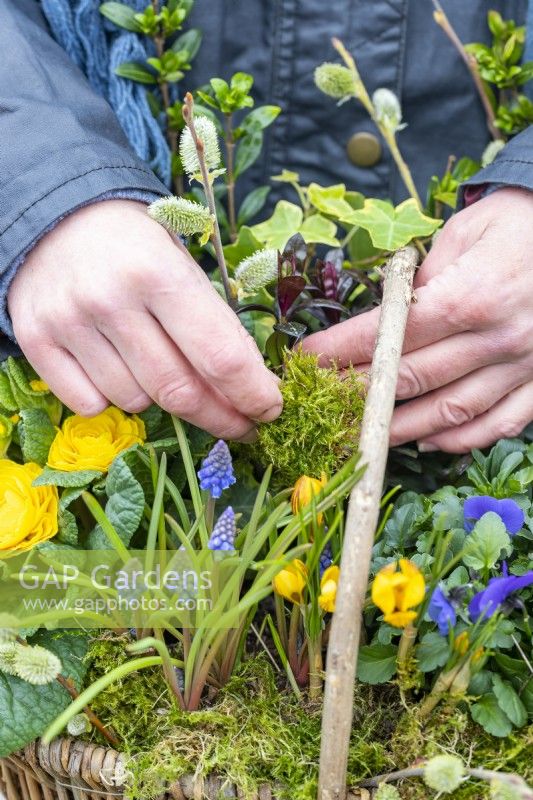 Femme plaçant de la mousse dans un panier pour remplir les espaces vides entre les bulbes du début du printemps