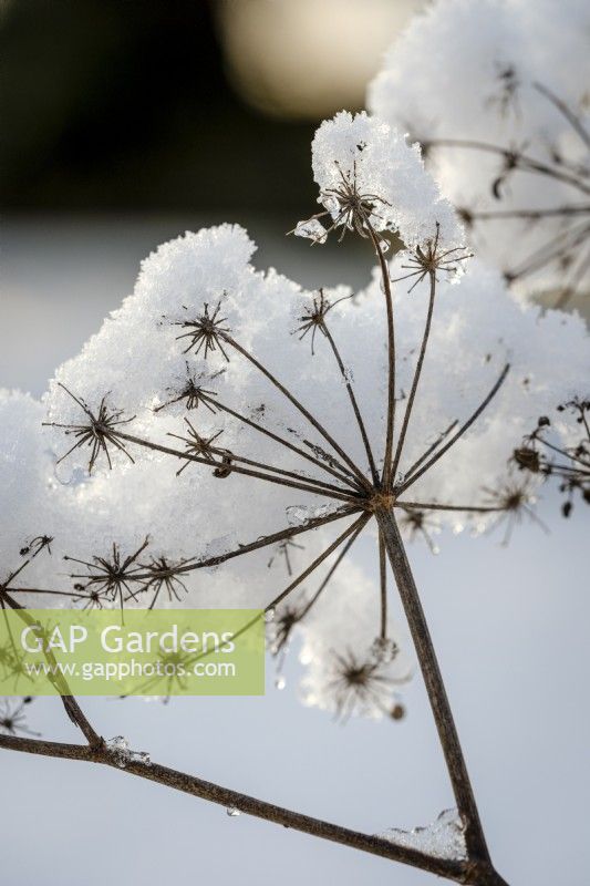 Têtes de graines dans un jardin enneigé