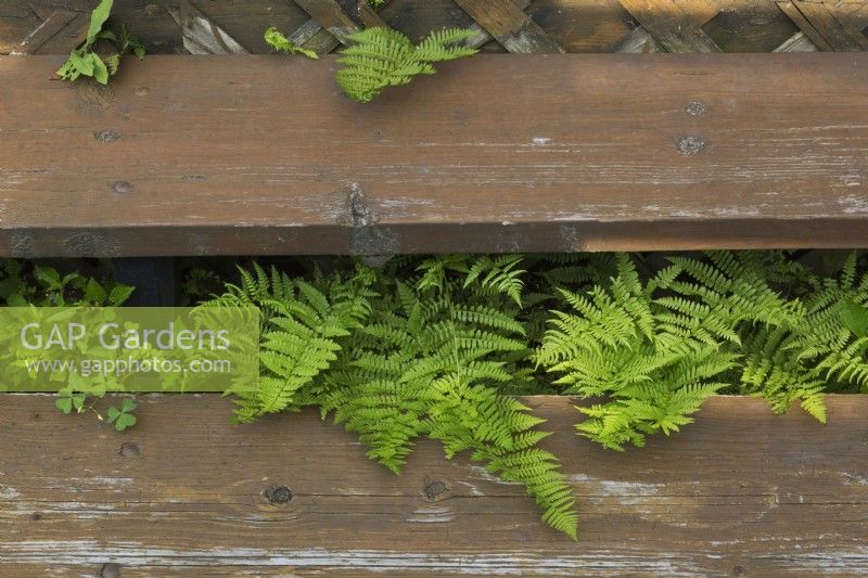 Pteridophyta - Plantes de fougères poussant sous les escaliers d'une terrasse en bois en été.
